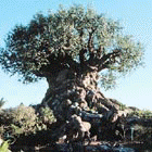 Animal Kingdom Information: Discovery Island - The Tree of Life
