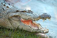 Gatorland Jungle Crocs