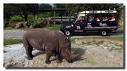 Rhino Rally - Busch Gardens